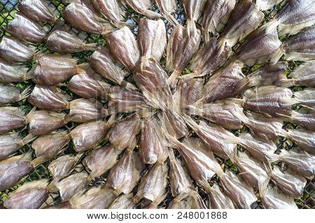 How To Dried Fish By Placing Fishes Are A Circle Outdoor.