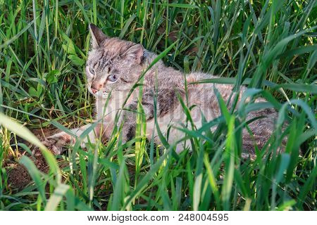 Siamese Cat Is Lying In The Green Tall Grass In The Evening