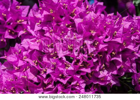 Purple Flowers Blossom. Plants Sun Summer Time