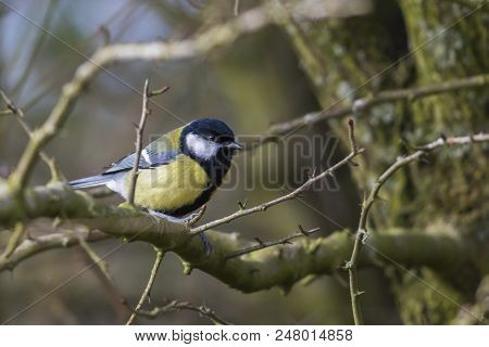 Great Tit (parus Major)