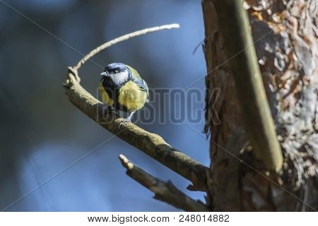 Great Tit (parus Major)