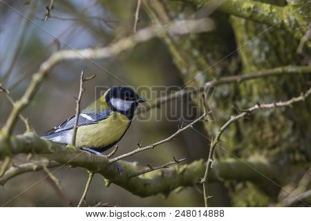 Great Tit (parus Major)