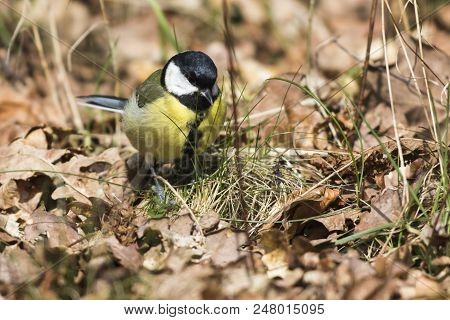 Great Tit (parus Major)