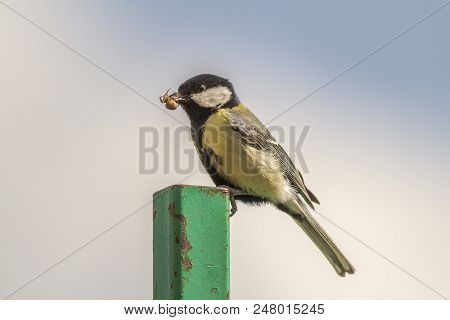 Great Tit (parus Major)