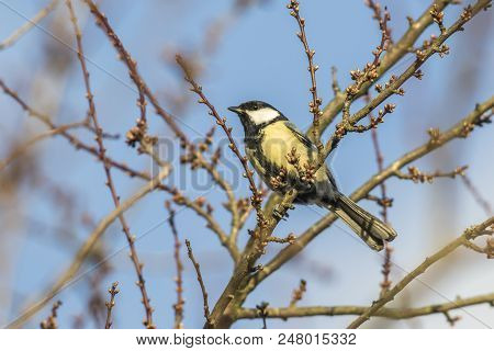 Great Tit (parus Major)