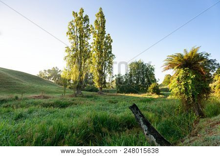 Rural Scene In Waikato, New Zealand