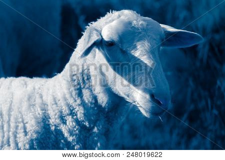 Sheep Grazing On A Green Grass, Head Closeup. A Lamb Head Portraiture On A Grass Field.
