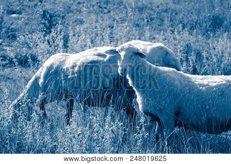 Sheep Grazing On A Green Grass, Head Closeup. A Lamb Head Portraiture On A Grass Field.