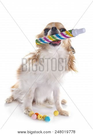 Chihuahua And Cotillon In Front Of White Background
