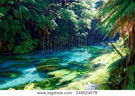 Blue Spring, Waikato, New Zealand