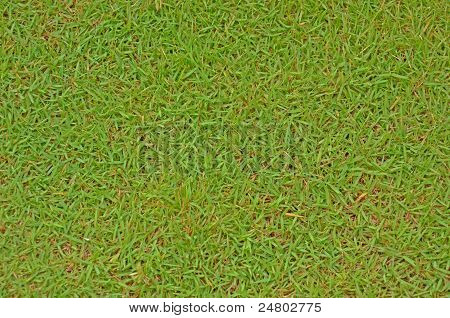 Grass football field