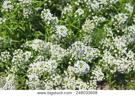 White Flowers Of Lobularia Maritima Blossoming In Garden. Sweet Alyssum Or Lobularia Maritima. White