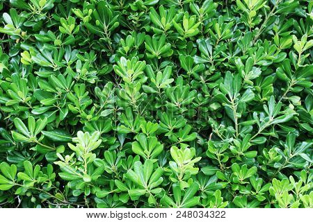 Background Of An Evergreen Shrub Pittosporum Tobira