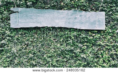 Blank Wood Label On Coatbuttons Plant Or Mexican Daisy Plant Texture Pattern Background, Blank Space