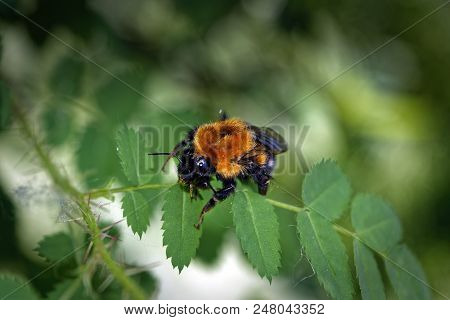 A Large Furry Bumblebee On A Leaf Of A Wild Rose Close-up
