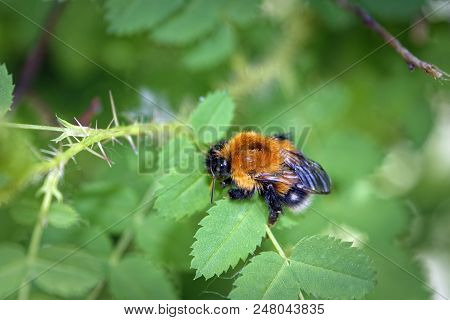 A Large Furry Bumblebee On A Leaf Of A Wild Rose Close-up