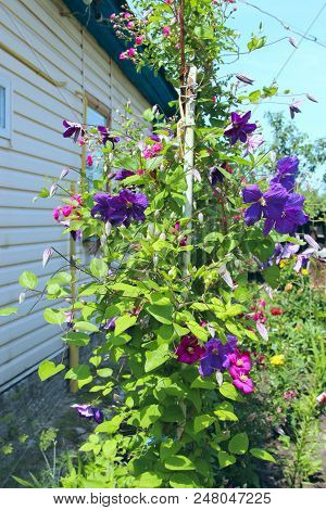 Beautiful Flowers Of Red And Blue Clematis Near House. Big Bush Of Clematis Growing In Garden. Clema