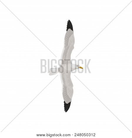 Seagull In Flight With Wings Spread, Gray And White Sea Bird, Top View Vector Illustration Isolated 
