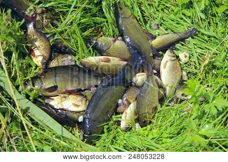 Caught Tench And Crucians On Green Grass. Successful Fishing. Rich Catch Of Fishes. Lucky Fishing. C