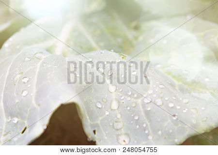 Cabage Leaf With Dew And Lens Flare Closeup. Selective Focus. Suitable For Any Purprose Use.