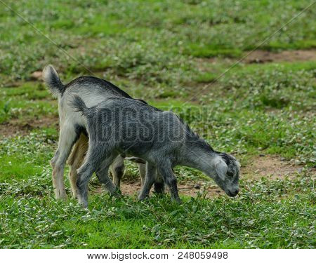 Goats Eating Grass On The Field In Summer Day.