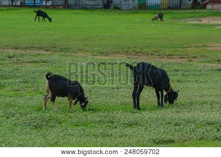 Goats Eating Grass On The Field In Summer Day.