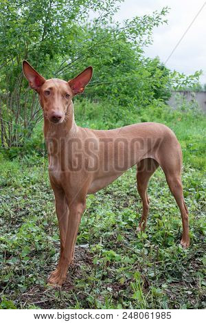 Pharaoh Hound Is Standing On A Green Meadow. Pet Animals.