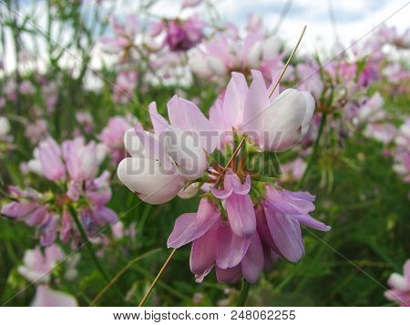 The Bird Vetch Of Pink Color Grows On A Meadow, Filming From Below Close Up