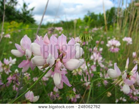 The Bird Vetch Of Pink Color Grows On A Meadow, Filming From Below Close Up