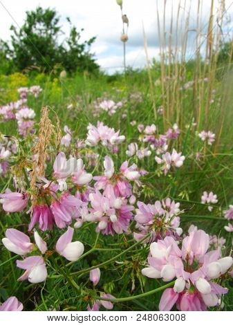 The Bird Vetch Of Pink Color Grows On A Meadow, Filming From Below Close Up