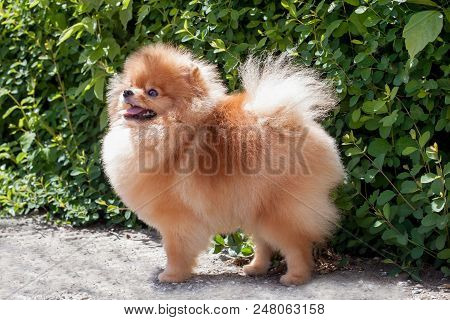Pomeranian Puppy Is Standing Near A Blossoming Green Bush. Deutscher Spitz Or Zwergspitz. Pet Animal
