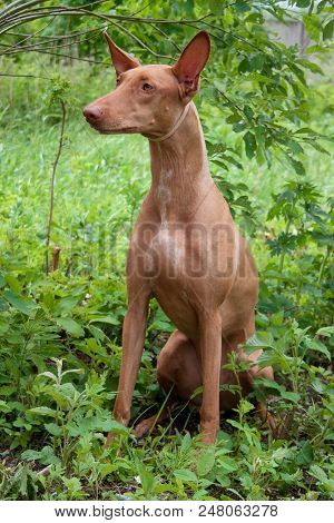 Cute Pharaoh Hound Is Sitting On A Spring Meadow. Hunting Dog. Pet Animals.