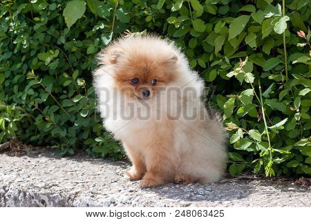 Pomeranian Puppy Is Sitting Near A Blossoming Green Bush. Deutscher Spitz Or Zwergspitz. Pet Animals