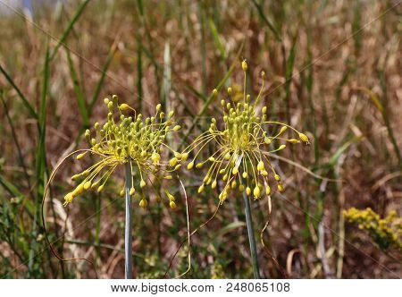 Close-up View Of Yellow Flower Allium Flavum On A Meadow, Allium Flavum, The Small Yellow Onion Or Y