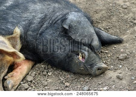 Tamworth And Essex Saddleback Pigs
