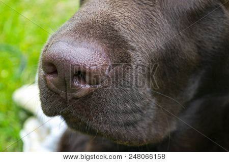 A Brown Nose Of Labrador Close Up. Chocolate Labrador Retriever Nose. Brown Labrador.