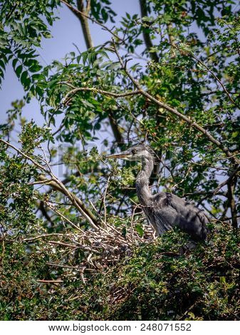 Wild Grey Heron In Tree ( Cinerea Ardea)