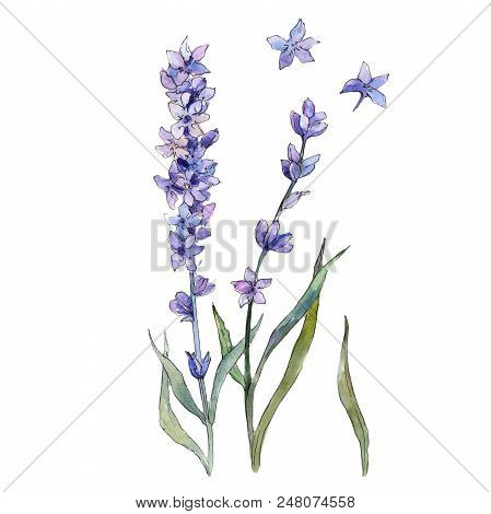 Pupple Lavender. Floral Botanical Flower. Isolated Illustration Element. Aquarelle Wildflower For Ba