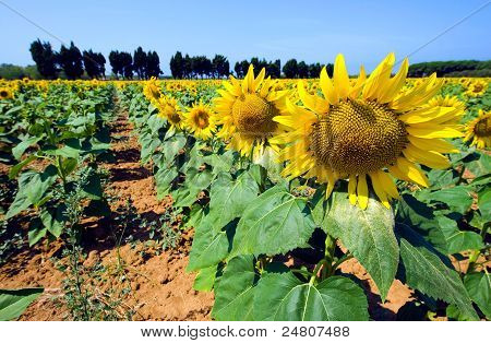 Zonnebloemen