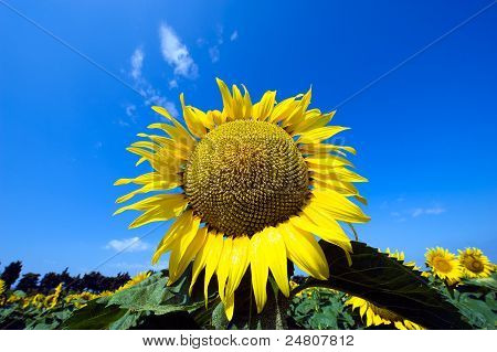 Zonnebloem