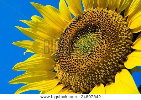 Zonnebloem