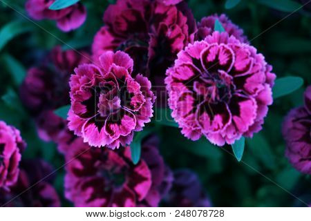 Beautiful Purple Carnation Flower. Floral, Flora Background