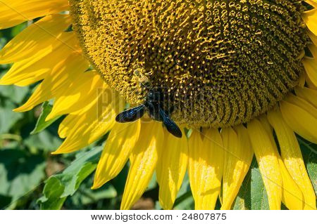 Bee On zonnebloem