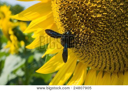 Bee On zonnebloem