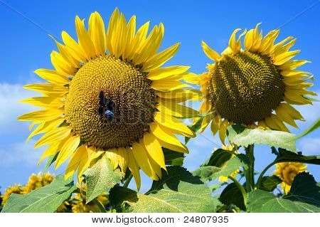 Insect op zonnebloem