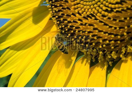 Bee On zonnebloem