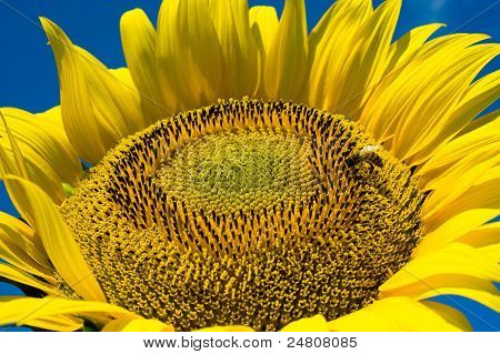 Bee On zonnebloem