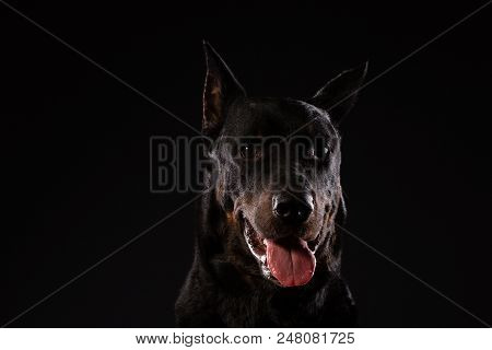 Portrait Of Doberman Pinscher On Black Background. Trained Dog