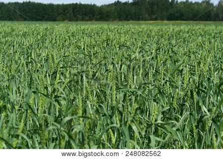 A Field Of Wheat Just Heading Out