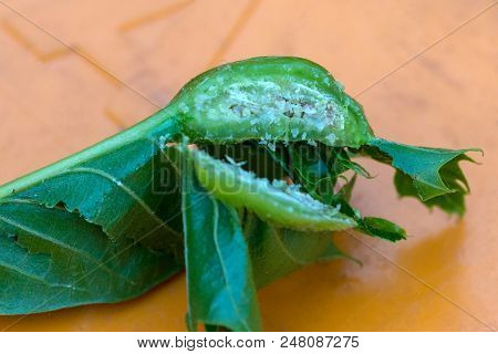 Larvae In The Gall Of A Sweet Chestnut Of The Chinese Gall Wasp